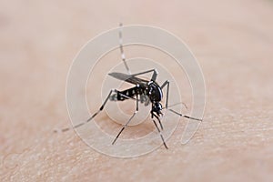 Asian tiger mosquito