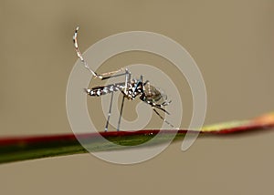 Asian Tiger Mosquito