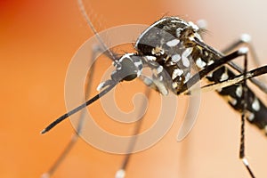 Asian Tiger Mosquito (Aedes albopictus)