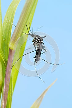 Asian Tiger Mosquito (Aedes albopictus)