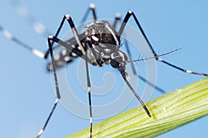 Asian Tiger Mosquito (Aedes albopictus)