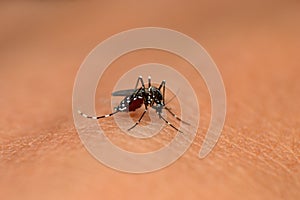 Asian tiger mosquito, Aedes albopictus, Mahabaleshwar, Maharashtra, India