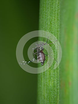 Asian tiger mosquito with a belly full of blood lands on a leaf