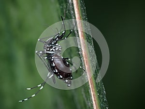 Asian tiger mosquito with a belly full of blood on the leaves