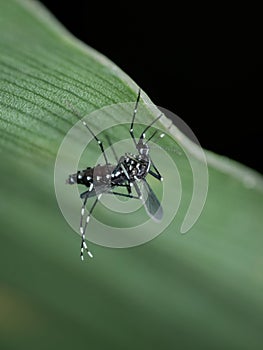 Asian tiger mosquito with a belly full of blood under the leaves
