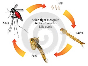 Asian tiger mosquito or forest mosquito