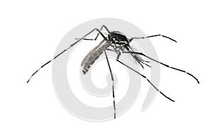 Asian tiger mosquito or forest mosquito