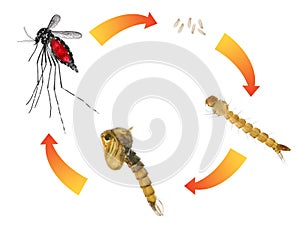 Asian tiger mosquito or forest mosquito