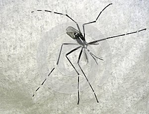 Asian tiger mosquito or forest mosquito