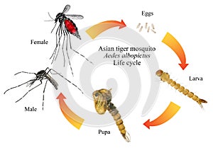 Asian tiger mosquito or forest mosquito