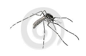 Asian tiger mosquito or forest mosquito, Aedes albopict. Female. Isolatedus.