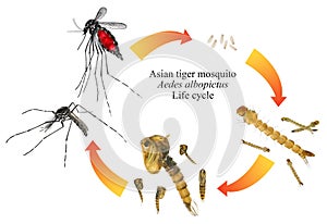 Asian tiger mosquito or forest mosquito, Aedes albopictus