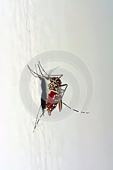 Asian tiger mosquito full of blood