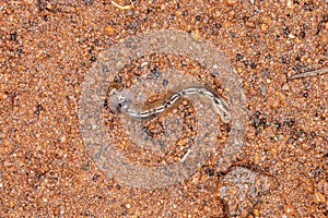 Asian Tiger Mosquito Larva