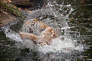 Asian tiger in the natural forest.