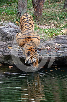 Asian tiger in the natural forest.