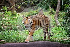 Asian tiger in the natural forest.