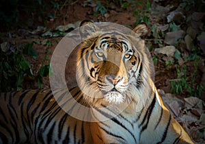 Asian tiger in the natural forest.