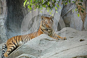 Asian Tiger (Panthera tigris)