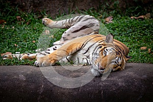 Asian tiger resting in the forest.