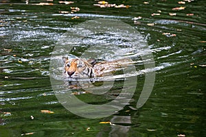 Asian tiger swimming on the swamp.