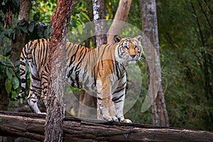 Asian tiger on a tree.