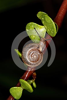 Asian Tramp Snail