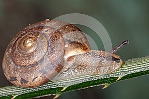 Asian Tramp Snail