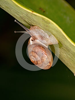 Asian Tramp Snail