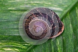 Asian Tramp Snail Shell