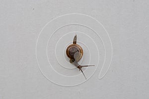 Asian trampsnail,is a species of small,invasive land snail.It's a pulmonate gastropod terrestrial snail