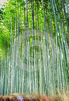 Asian Travel Destinations. Renowned Sagano Bamboo Forest in Japan photo