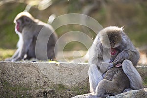 Asian Traveling. Adult Japanese Macaque at Arashiyama Monkey Park Iwatayama in Kyoto, Japan