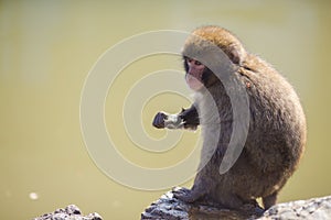 Asian Traveling Ideas. Natural Animalistic Portrait of Japanese Macaque at Arashiyama Monkey Park Iwatayama in Kyoto, Japan