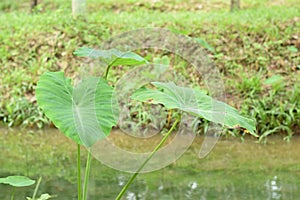 Caladium The tropical plant grown primarily for its edible corms, the root vegetables