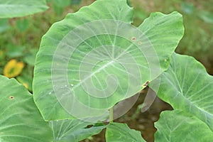 Caladium The tropical plant grown primarily for its edible corms, the root vegetables