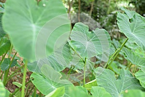 Caladium The tropical plant grown primarily for its edible corms, the root vegetables