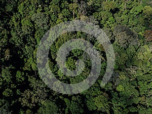 Asian tropical rainforest