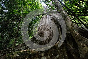 Asian tropical rainforest, forest trees, tree roots in forest.