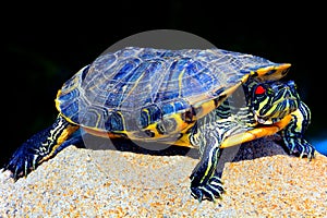 Asian terrapin turtle photo