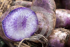 Asian Vegetable root PURPLE DAIKON RADISH at the farmers market ready to be bought and sold