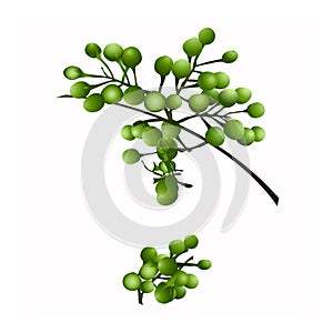 Asian vegetables Solanum torvum