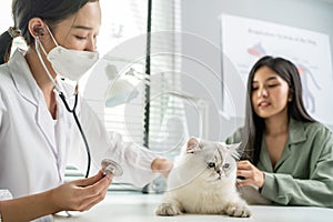 Asian veterinarian examine cat during appointment in veterinary clinic. Professional vet doctor woman sit on table, work and check