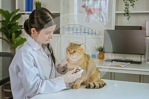 asian veterinarian examining adorable cat with stethoscope at clinic