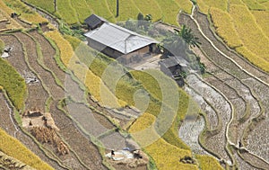 Asian village landscape in a rural area with paddy field