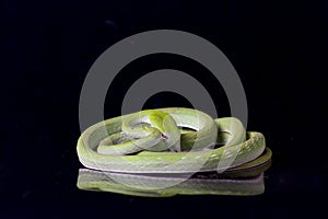 Asian vine snake / Ahaetulla prasina