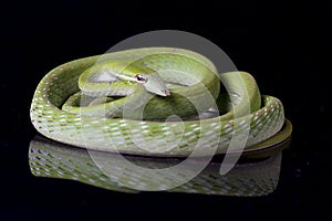 Asian vine snake / Ahaetulla prasina 