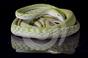 Asian vine snake / Ahaetulla prasina