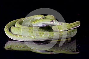 Asian vine snake / Ahaetulla prasina