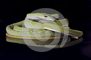 Asian vine snake / Ahaetulla prasina